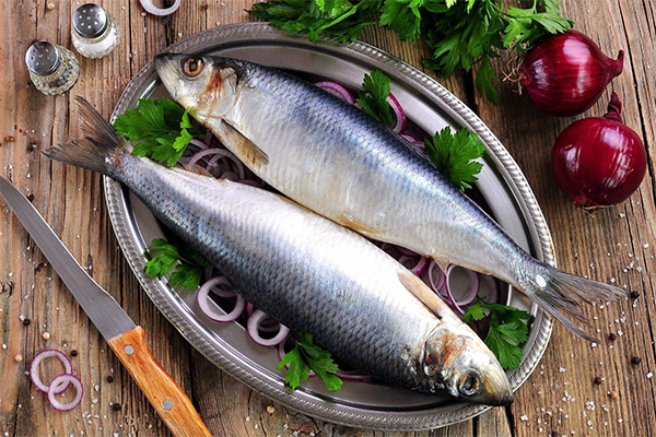 How to salt herring at home