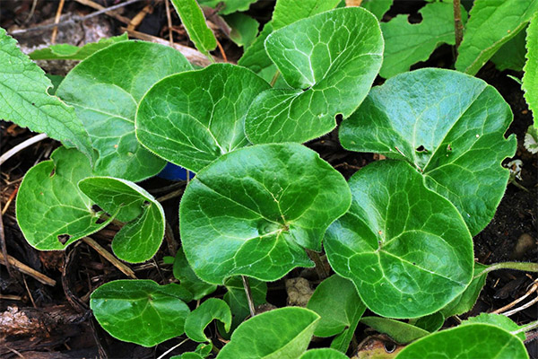 Butterbur στην παραδοσιακή ιατρική