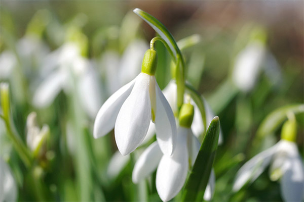 Proprietățile terapeutice ale Snowdrop