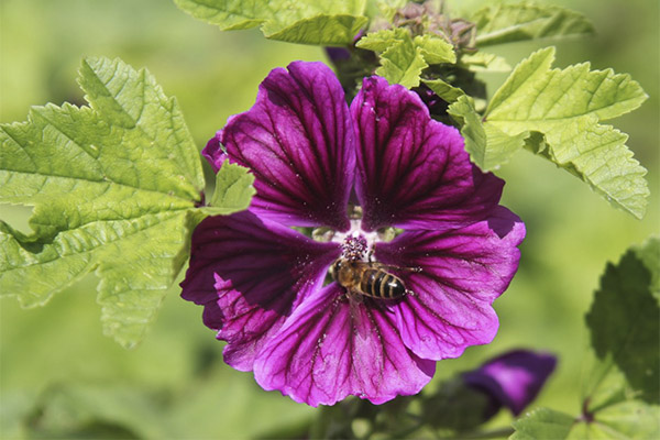 Malva στη μαγειρική