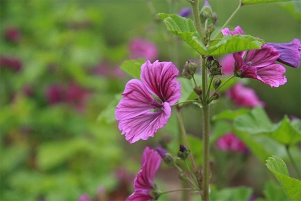 Malva in folk medicine