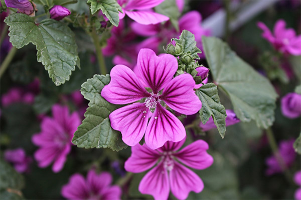 Pădure de malva