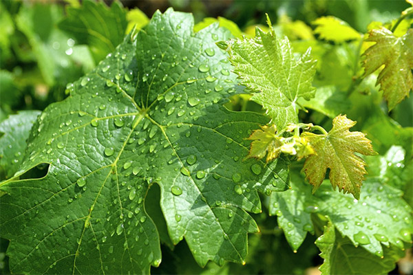 Can I Give Rabbits Grape Leaves