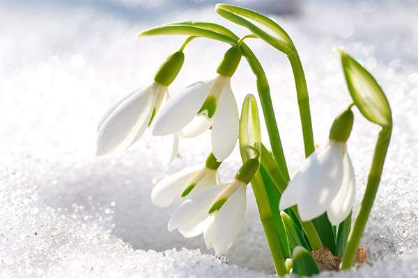 Snowdrop in folk medicine