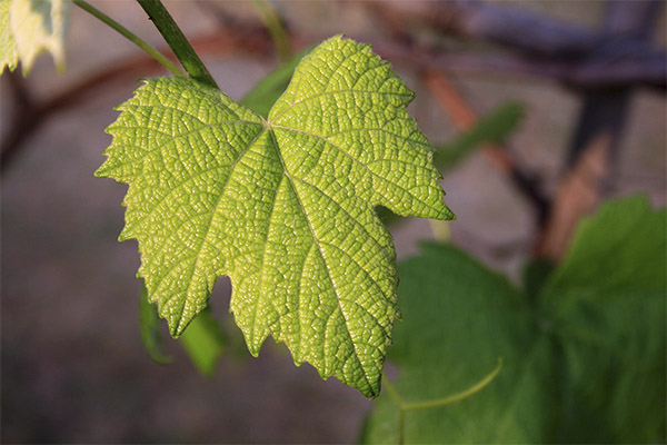 Use of Grape Leaves in Cosmetology