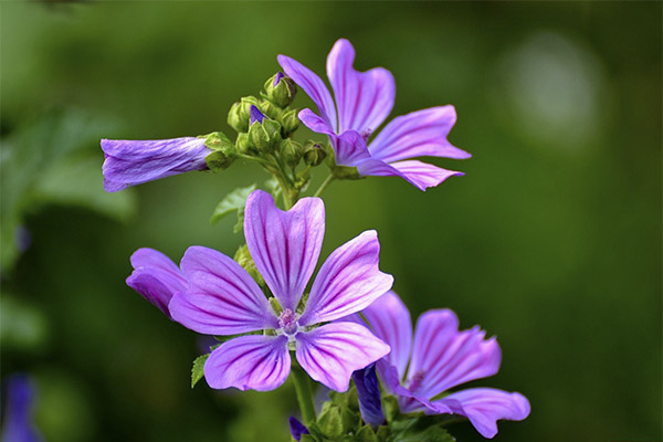 Contraindications to the use of the mallow tree