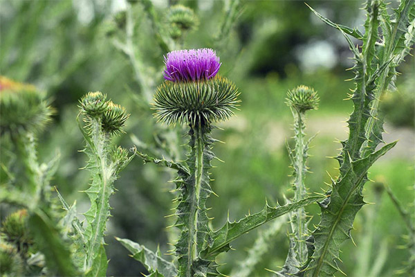 Tartaricum prickly in folk medicine