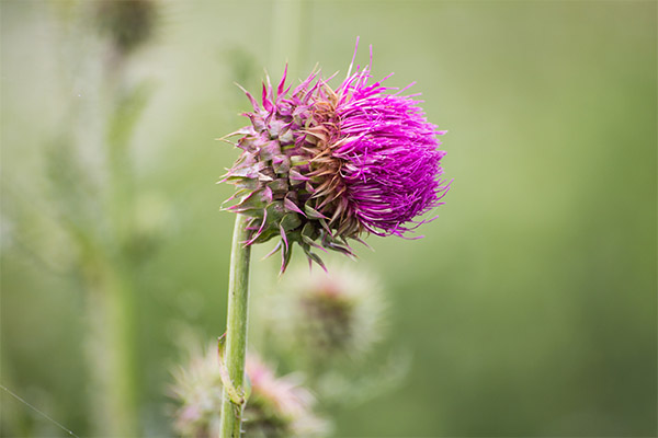 Tartaricum prickly