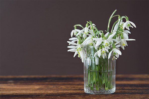 Tipuri de compoziții medicinale cu snowdrop