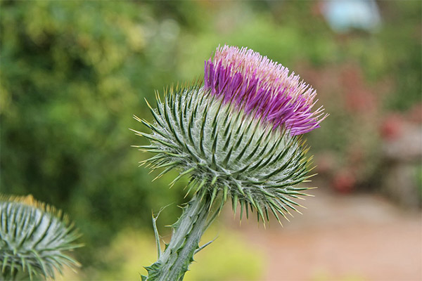 Kinds of medicinal compositions with tatarnik