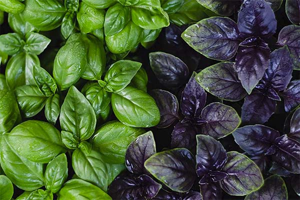 Purple and green basil