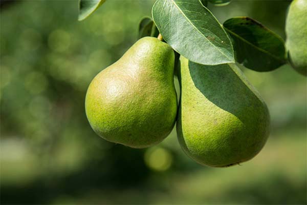 Αχλάδια κατά το θηλασμό