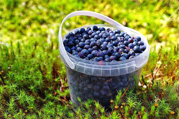 Interesting facts about blueberries