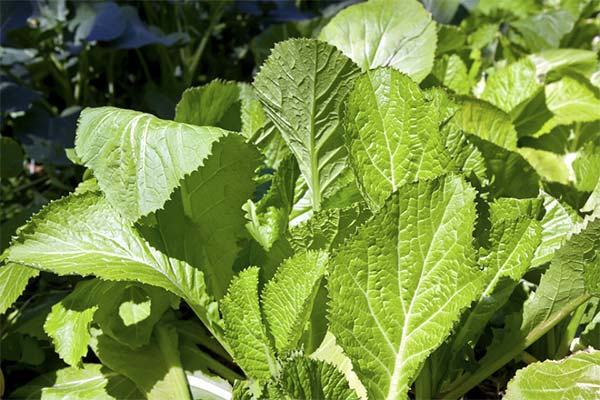 The use of mustard leaves in folk medicine