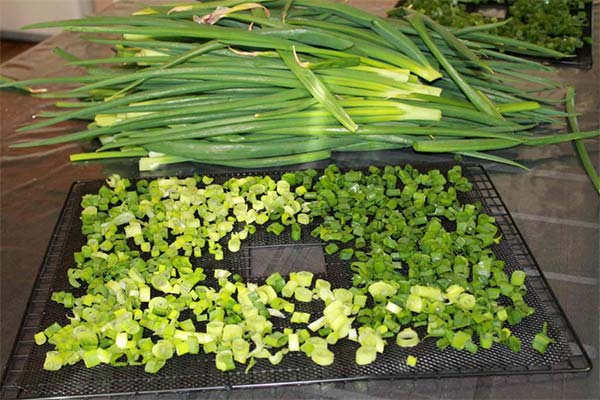 How to Dry Green Onions