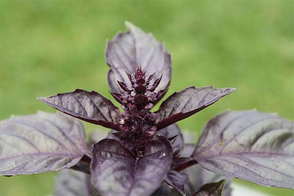 Geriausios violetinių bazilikų veislės