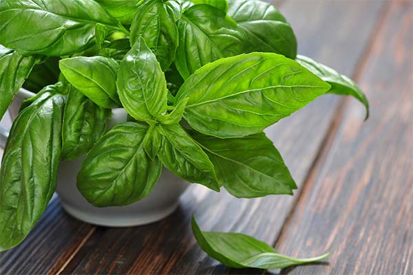 Best green basil varieties