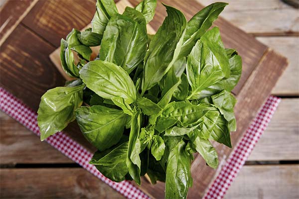 Precautions for eating basil