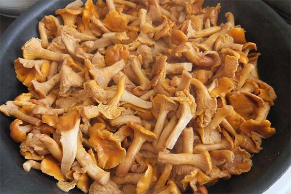 De ce chanterelles sunt amare după congelare