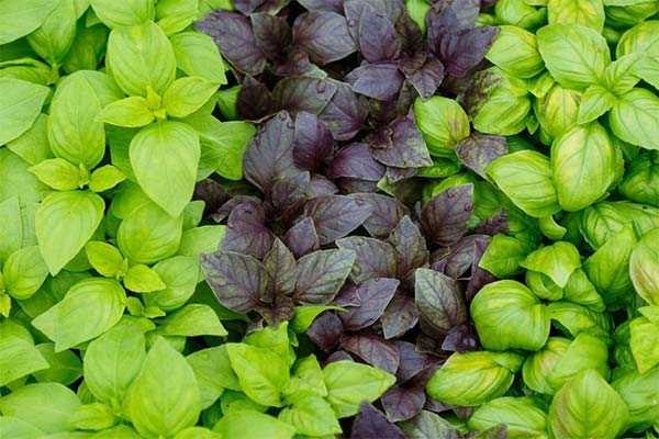 Useful properties of basil