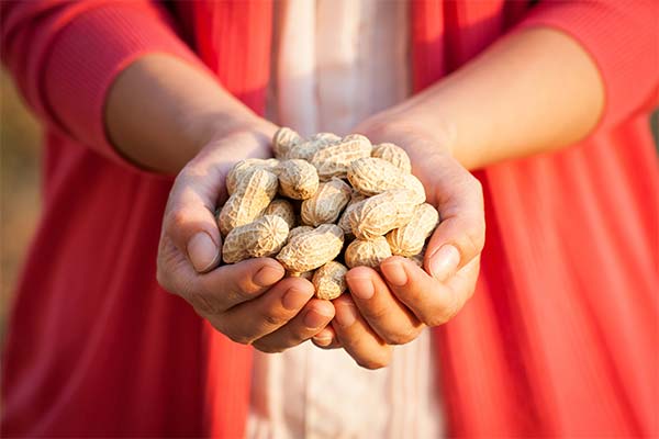 Peanuts in Pregnancy