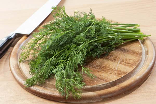 Dill in pregnancy