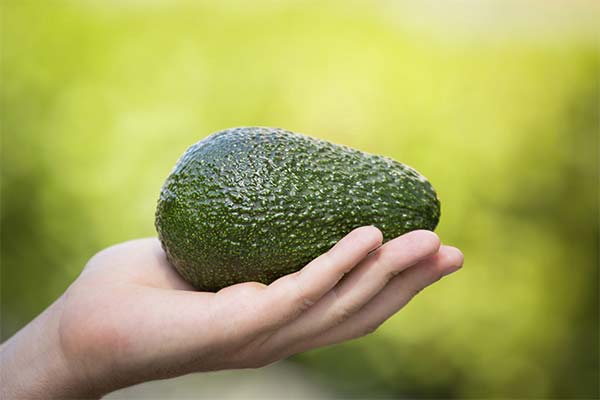 Ce se întâmplă dacă mănânci un avocado în fiecare zi