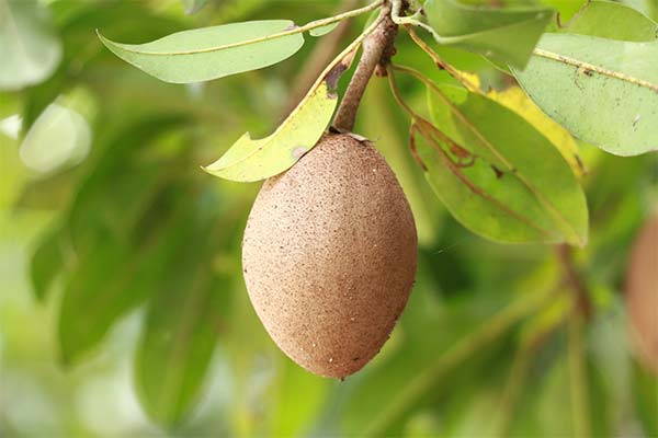 Ce fructe sunt bune pentru sapodilla