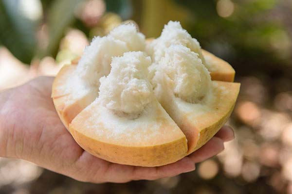 Santol faktai