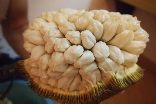 How to eat the marang fruit correctly