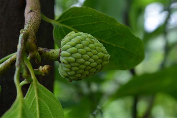 Kā audzēt chorimoja