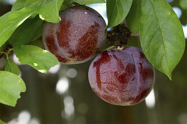 Cum să crești plumkot