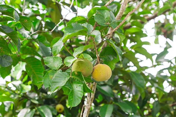 How to grow santol