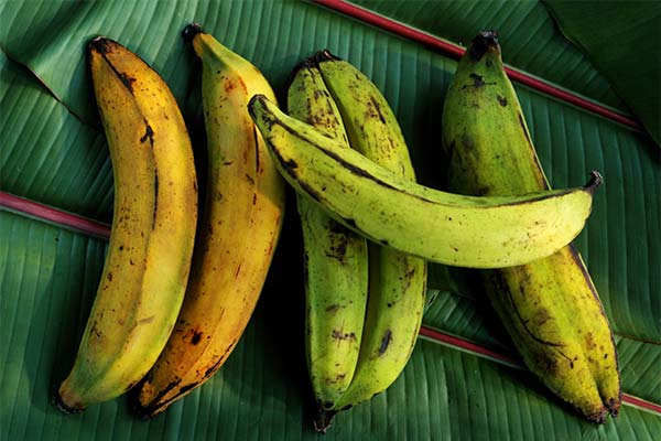 Plantain