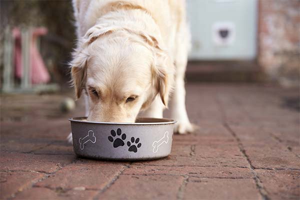 Can I give my dog wheat gruel