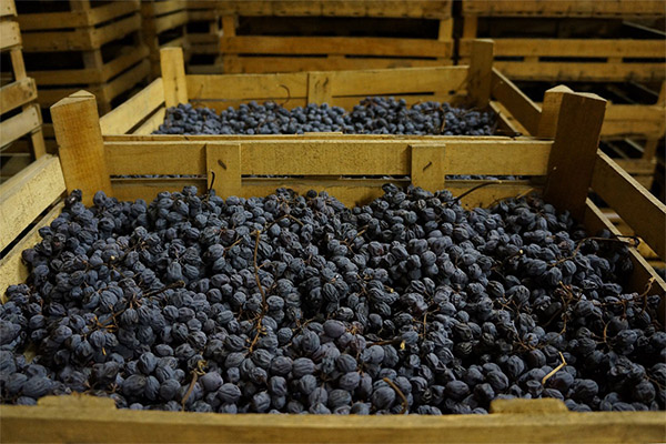 How to Dry Grapes in the Shade