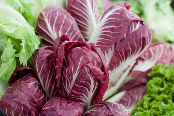 Cum să crești salata radicchio