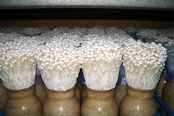 How to grow enoki