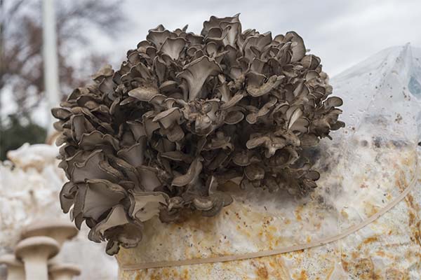 How to grow Maitake mushrooms