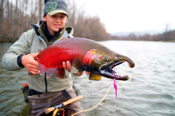 Cum să pescuiți pentru sockeye