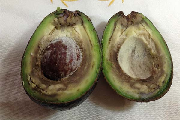 Semnele de avertizare ale unui avocado rău