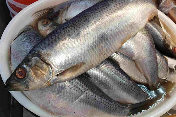 Signs of Spoiled Herring