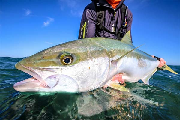 How to catch yellowtail