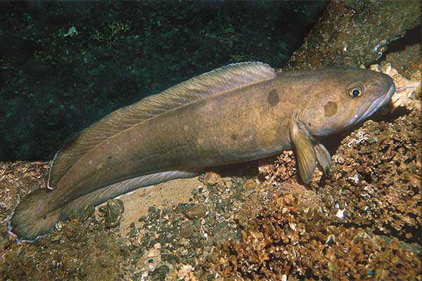 Burbot de mare