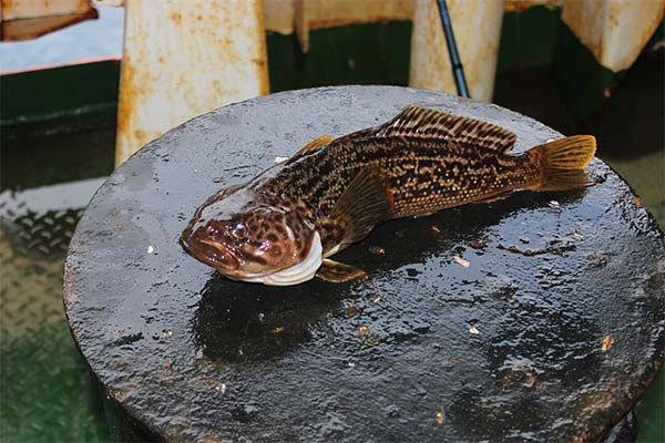 Nototenia marmorată