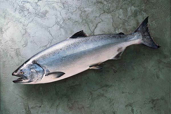 Somon Chinook