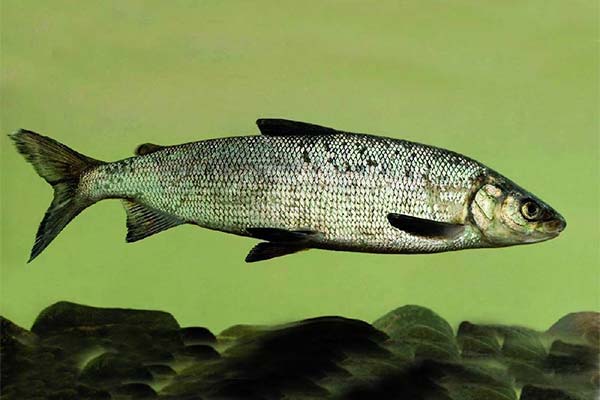 Pește puffer