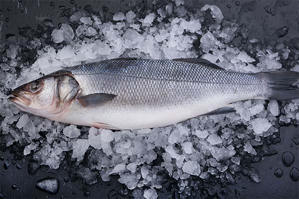 Sea Bass