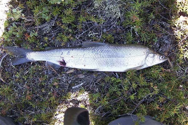 Siberian whitefish