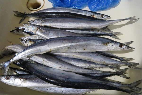 Characteristics of saury